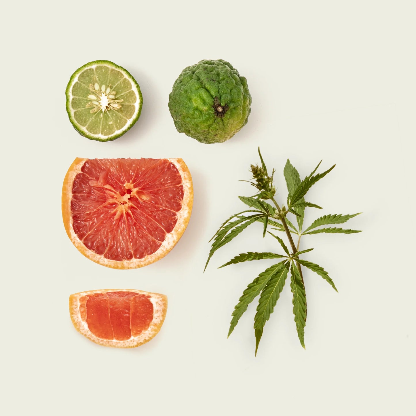 Nocologne - Fugazzi |  Hallburg AE.